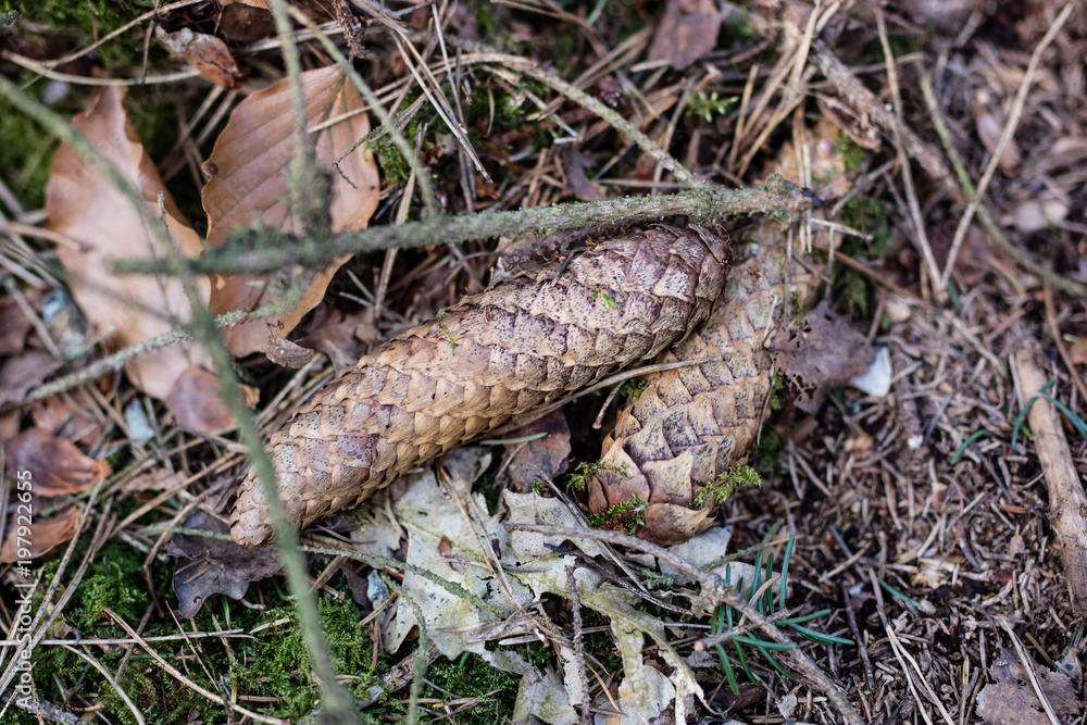 The spruce tree cone on a forest road. Forest bedding shown close up. The spruce tree cone on a forest road. Forest bedding shown close up.