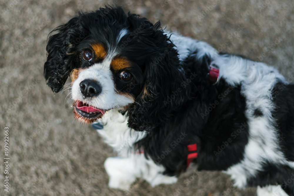 King charles spaniel dog looking up close walking King charles spaniel dog looking up close walking