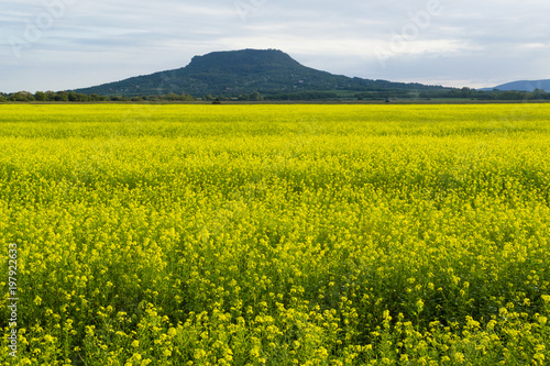 oilseed rape field © tstock