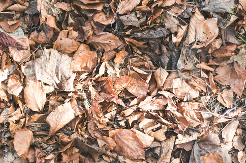 autumn leaves fallen background