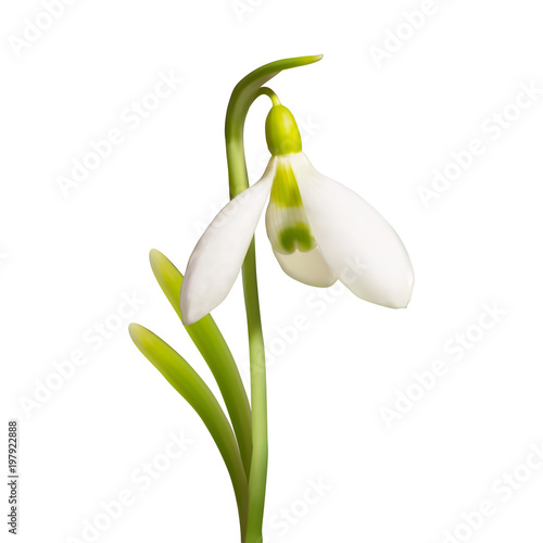 vector beautiful realistic snowdrop flower isolated on white background. Flowering primrose galanthus. Element for design