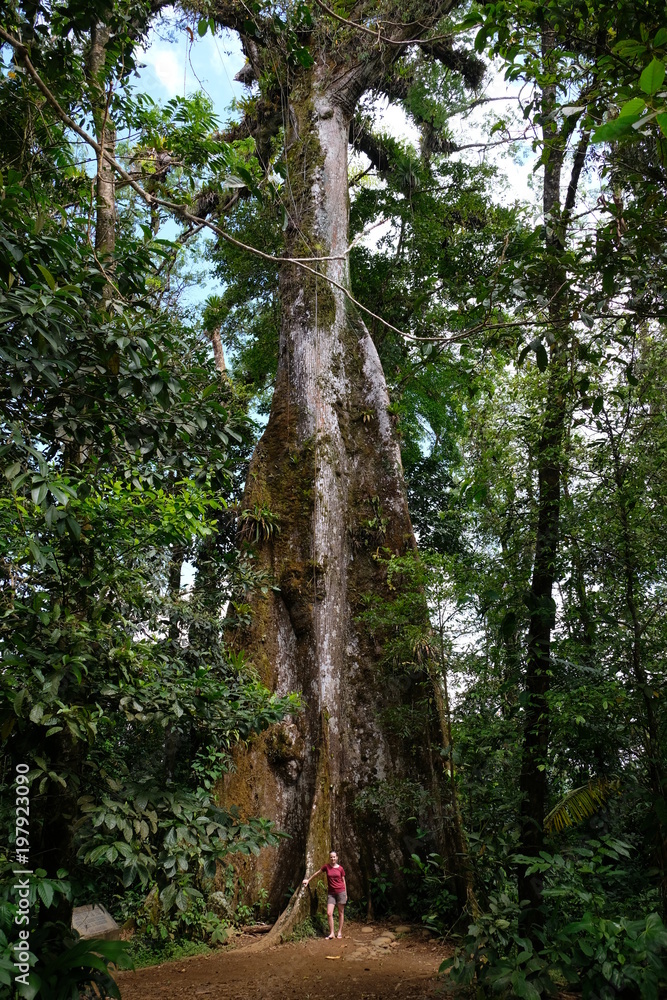 Fototapeta premium Very high and ancient tree