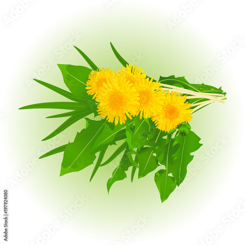 bouquet of realistic dandelion flowers with leaves and grass. Elements for design.