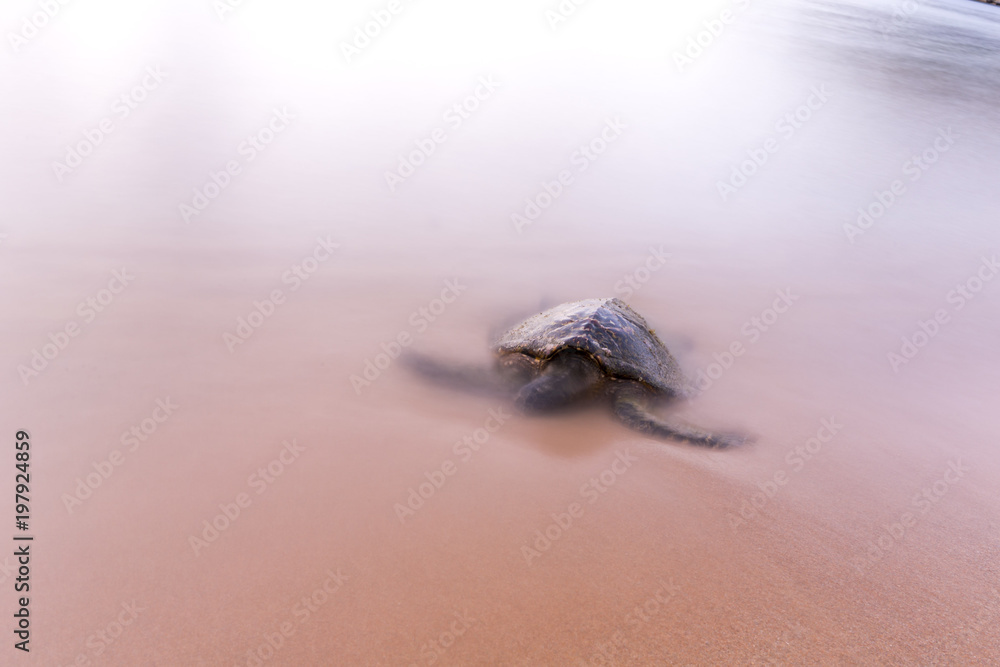 Palm Beach, NSW, Australia