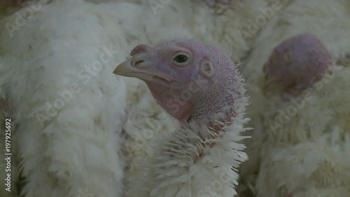 Poultry farm for growing broiler turkeys ; Premises at poultry farm for growing broiler turkeys,video clip