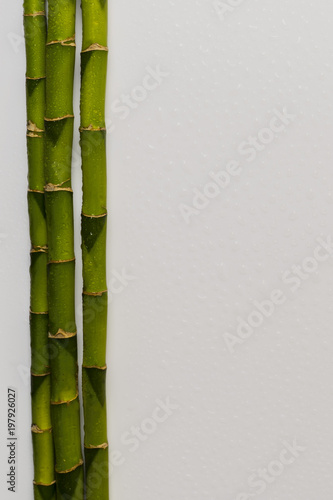 branches of a bamboo board on a white background, 