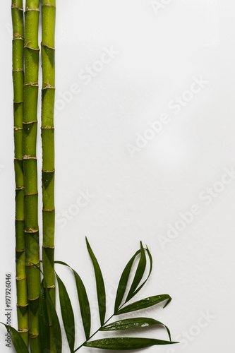 branches of a bamboo board on a white background  