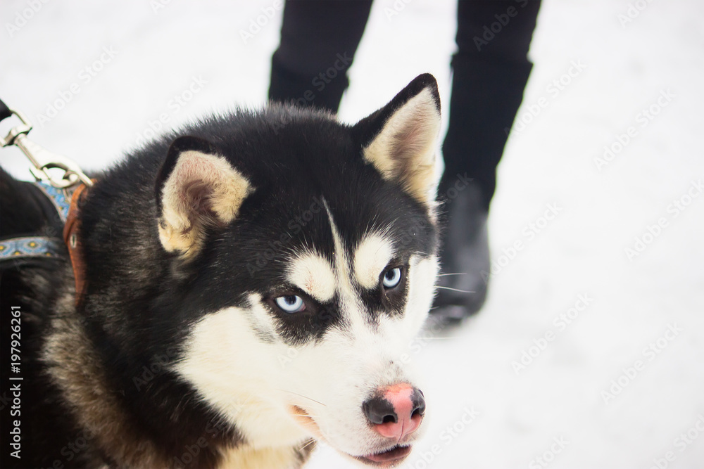 Angry siberian husky dog winter portrait