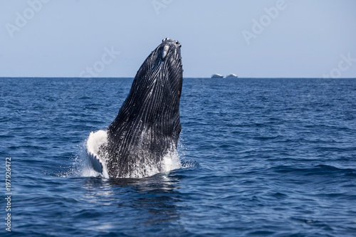 Humpback Whale Breaching in Caribbean Sea