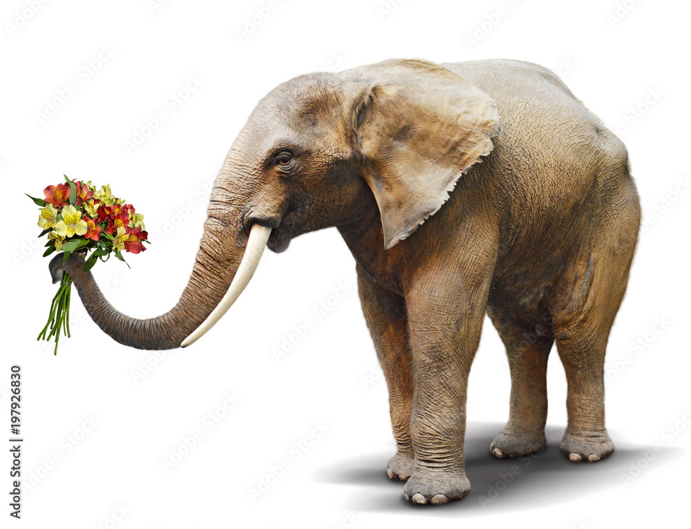 Fototapeta premium Elephant handing a bouquet of blooming flowers. Concept for greeting card, poster, cover, and more.