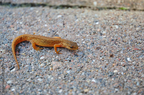 Small cute lizard on rock stones