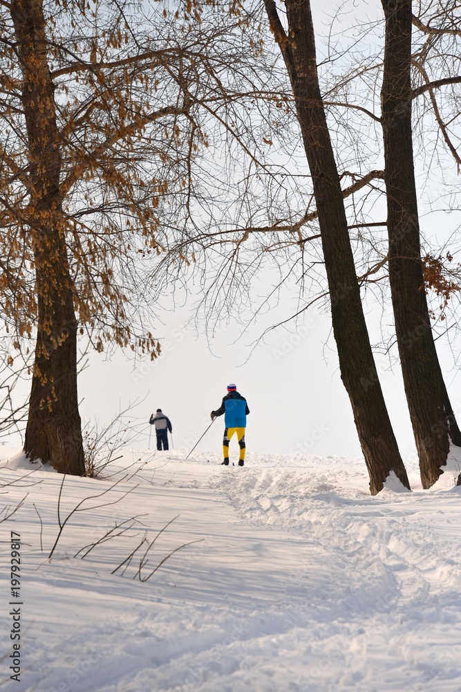 Skiers among the trees on the snow-covered bank of the river. Winter sunny day.