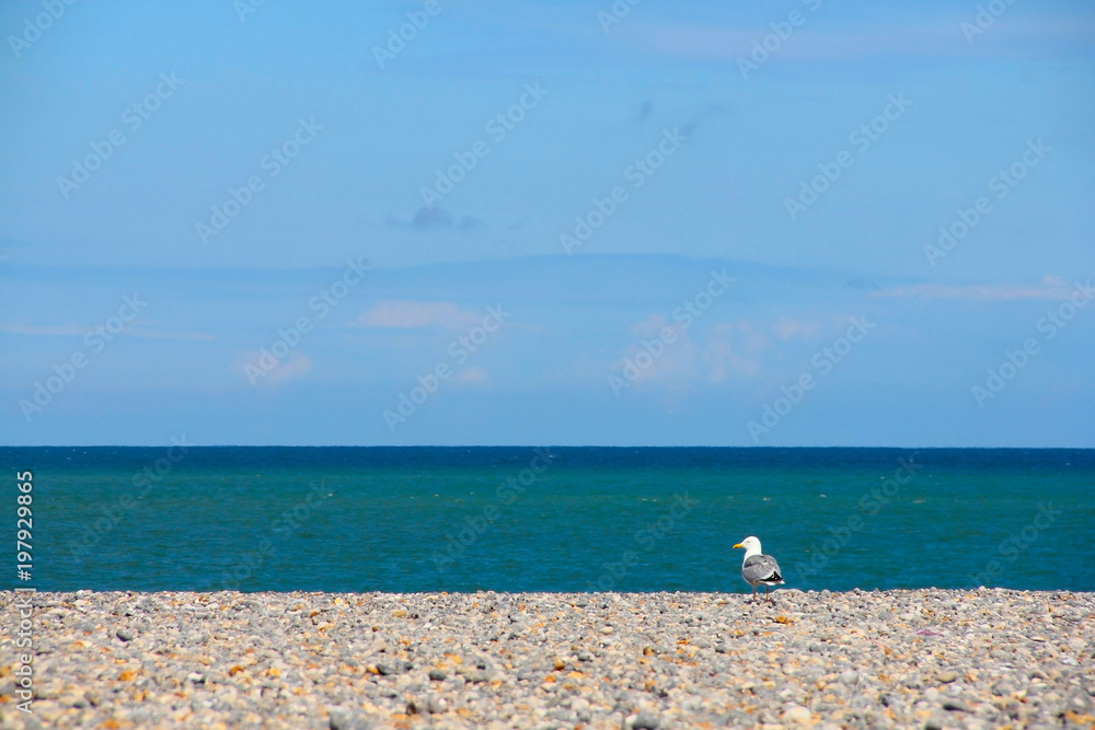Obraz premium Seagulls on pebble beach
