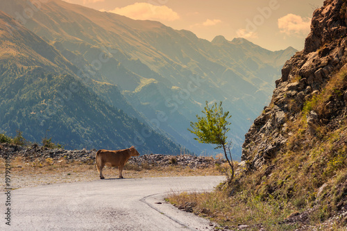 Cow on the road in the mountain at sunset in the Greece. © flowertiare