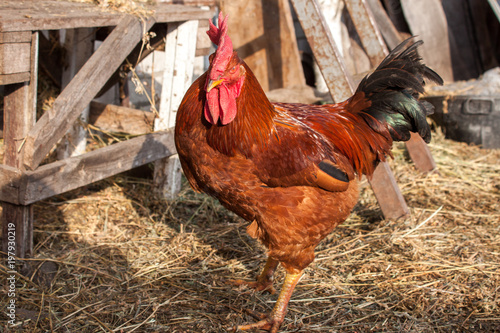 Beautiful cock in the yard