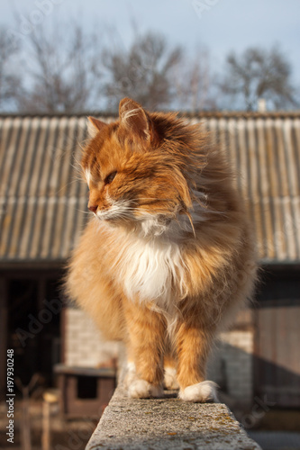 Cat sitting on a fence