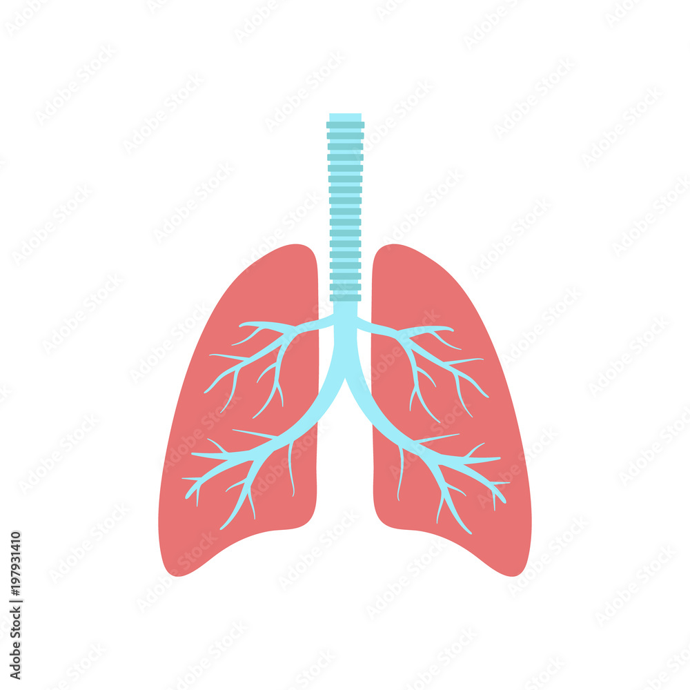 Lungs. Vector. Lungs. Vector.
