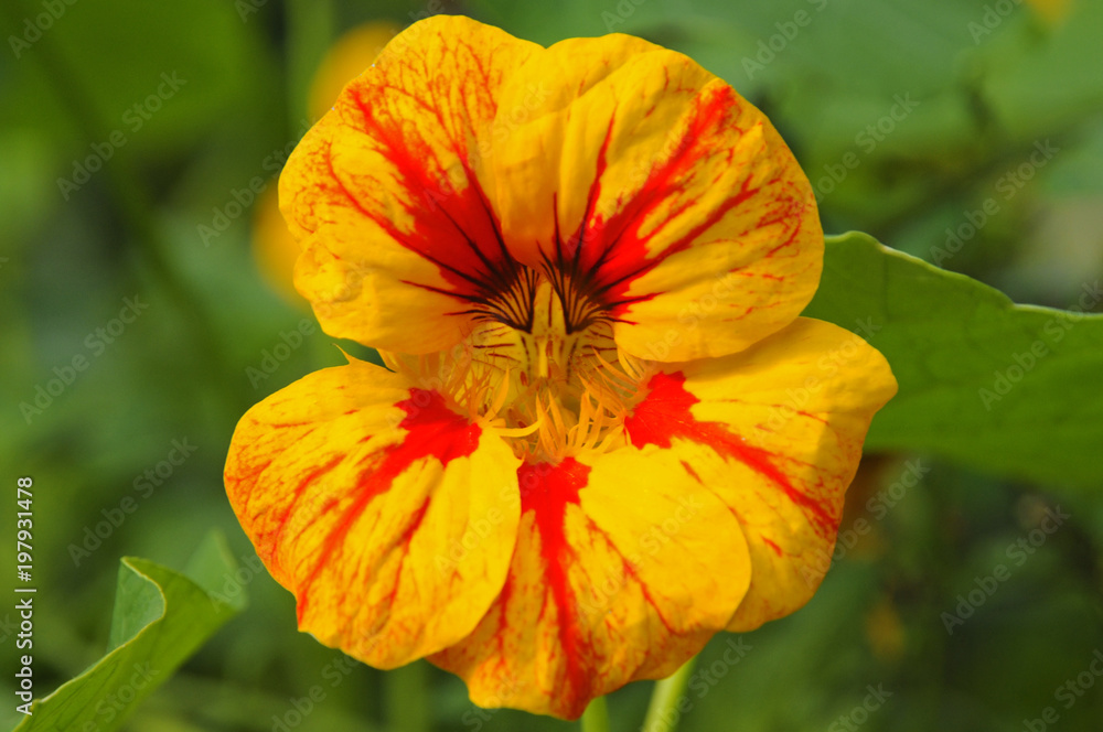 nasturtium flower nasturtium flower