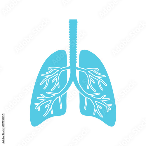 Lungs vector. Flat design.