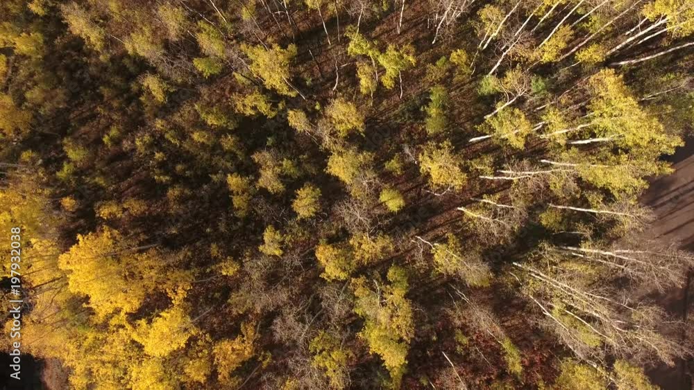 down backwords over aspen grove aerial, drone, 4k, rocky mountains, amazing, autumn, colorful, colors, fall, fiery, forest, green, landscape, leaves, orange, red, trees, aspen, yellow, colorado, down backwords over aspen grove aerial, drone, 4k, rocky mountains, amazing, autumn, colorful, colors, fall, fiery, forest, green, landscape, leaves, orange, red, trees, aspen, yellow, colorado,