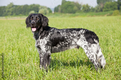 Portrait of nice large munsterlander dog
