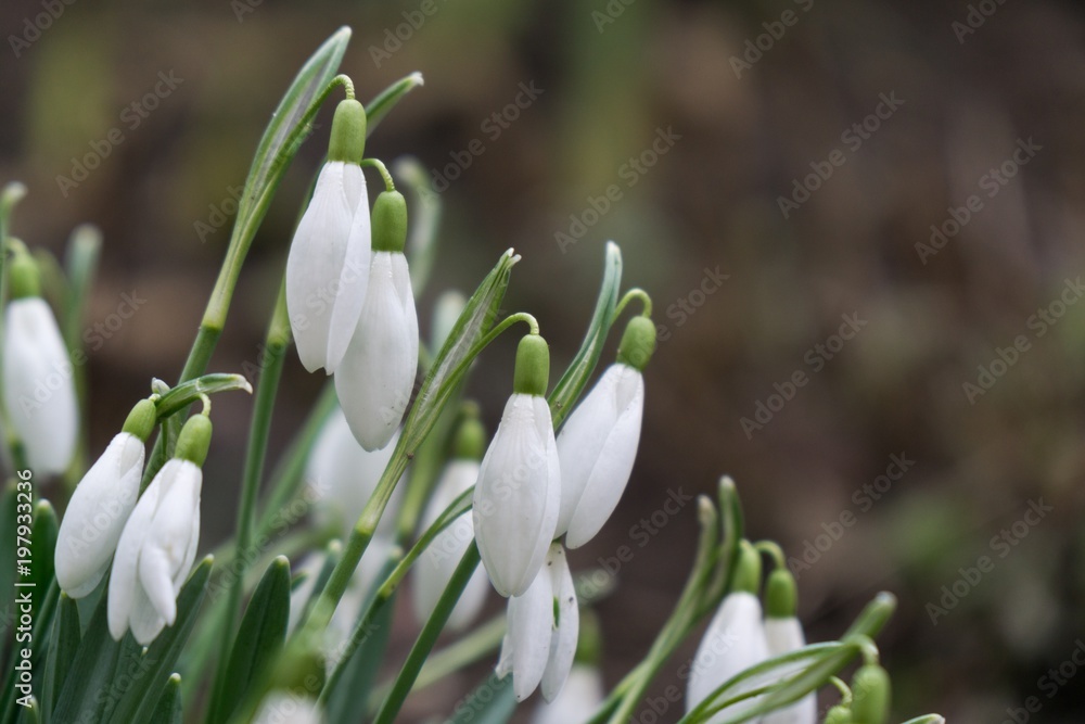Spring flowering. Snowdrops in the park. Slovakia Spring flowering. Snowdrops in the park. Slovakia