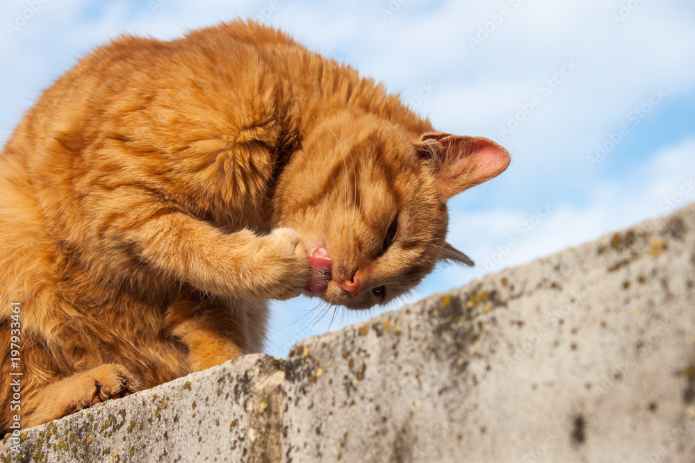 Red cat licking paw against the sky