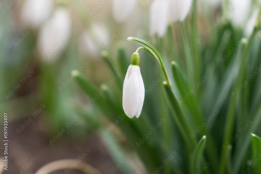 Spring flowering. Snowdrops in the park. Slovakia Spring flowering. Snowdrops in the park. Slovakia