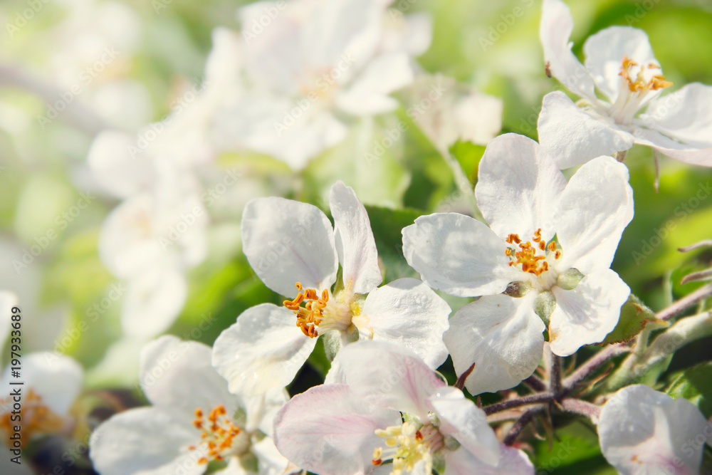 Fototapeta premium Blooming apple tree