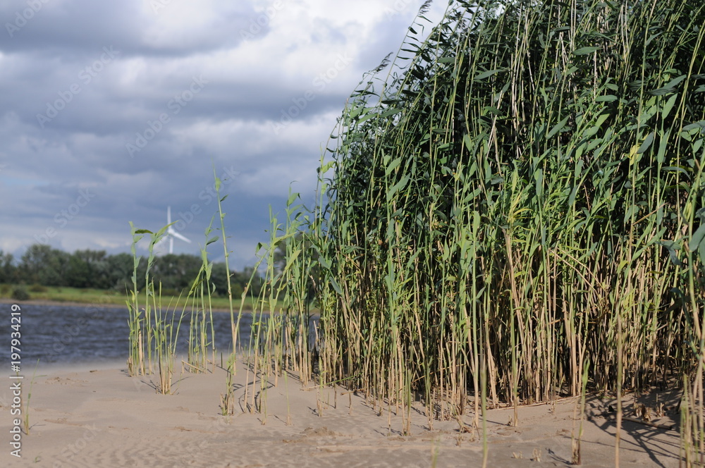 Reed on a river sand bank, Elbe Hamburg, Germany