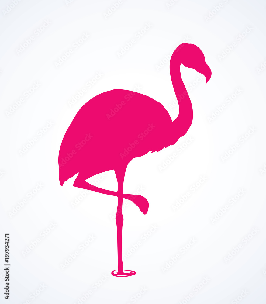 Fototapeta Flamingo. Vector drawing