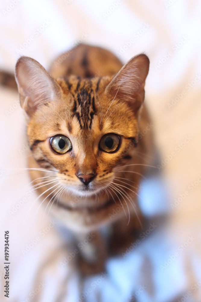 Adorable portrait of a Bengal cat Adorable portrait of a Bengal cat
