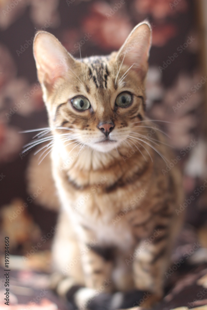 Beautiful exotic cat portrait isolated