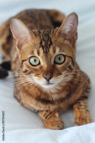 Fototapeta Naklejka Na Ścianę i Meble -  Adorable portrait of a Bengal cat
