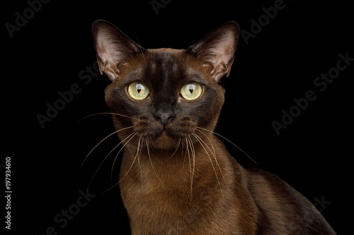 Portrait of Brown Burmese Cat with Chocolate fur color and yellow eyes Gazing on isolated black background