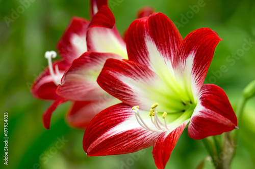Tapety artystyczne Red tropical flower