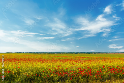 Field of bright red poppy flowers in spring.