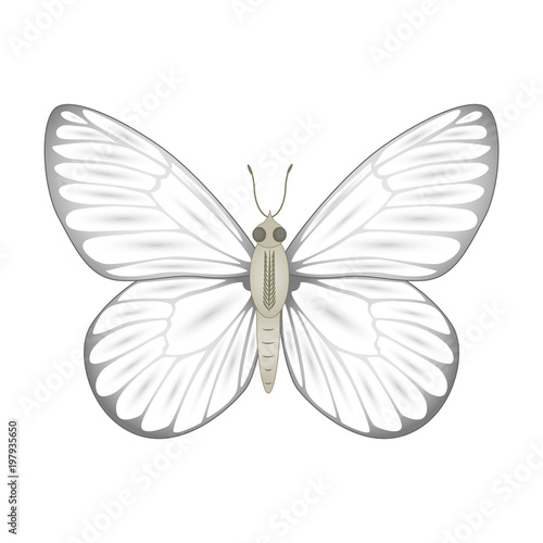 White  butterfly vector illustration isolated on white backgroun