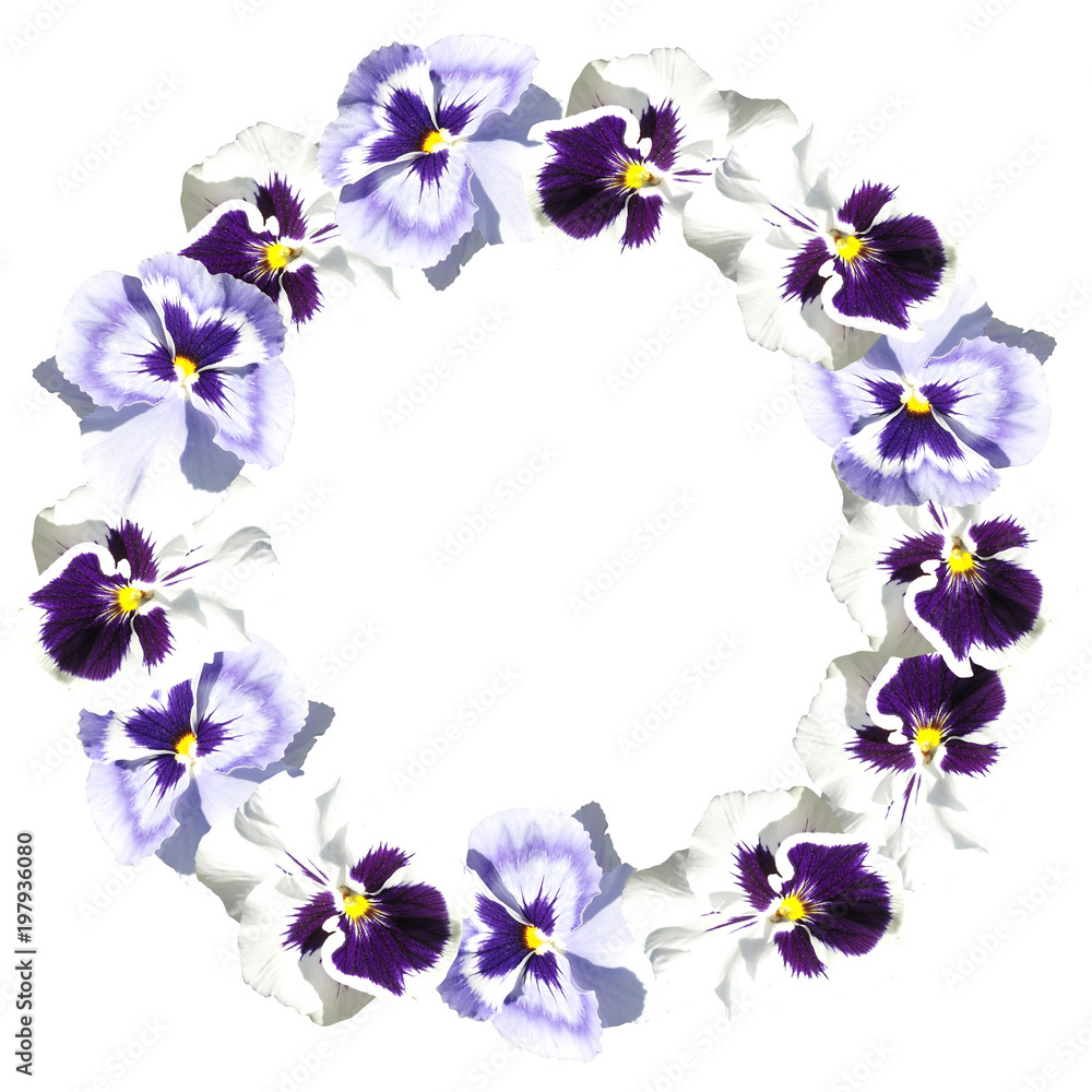 Circle of pansies on a white background 
