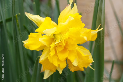 Fototapeta Naklejka Na Ścianę i Meble -  Fleur de jonquille