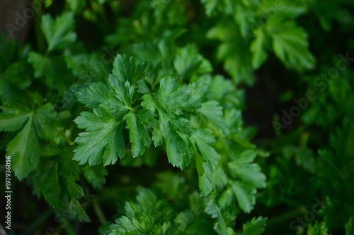 Parsley, mint, dill and onion are consumed naturally and my health is beneficial
