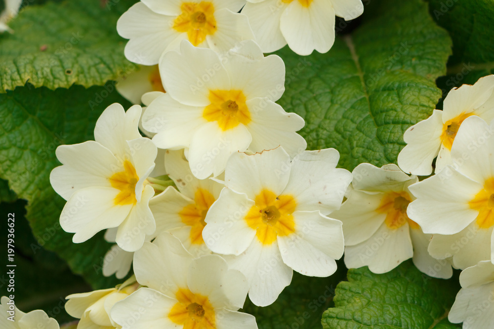 Obraz premium Fleurs de primevères