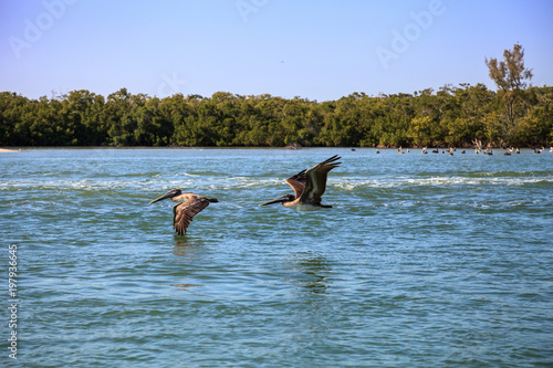 Brown pelican Pelecanus occidentalis flies over the ocean at Delnor-Wiggins Pass State Park