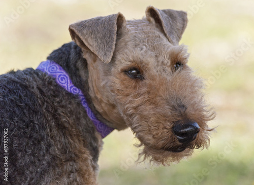 closeup portrait of welsh terrier dog