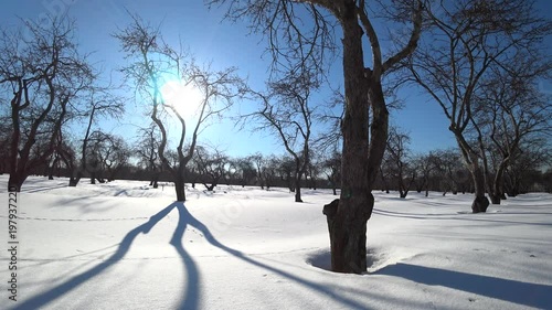 Winter sunny day in a park photo