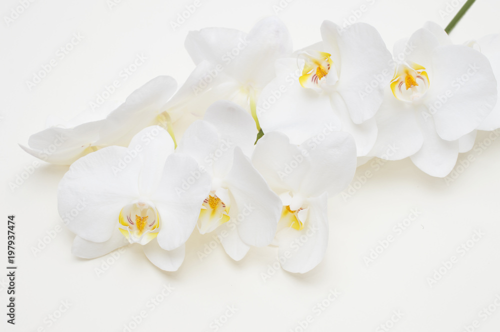 romantic branch of white orchid romantic branch of white orchid