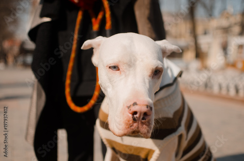 Pedigree dog Great Dane © Andrii