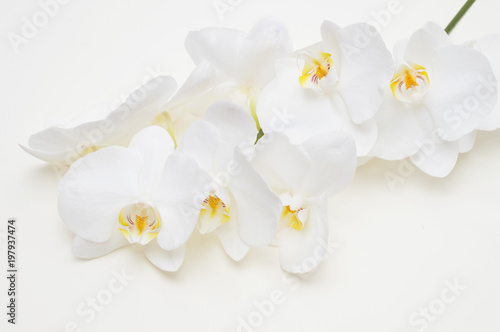 Fototapeta Naklejka Na Ścianę i Meble -  romantic branch of white orchid