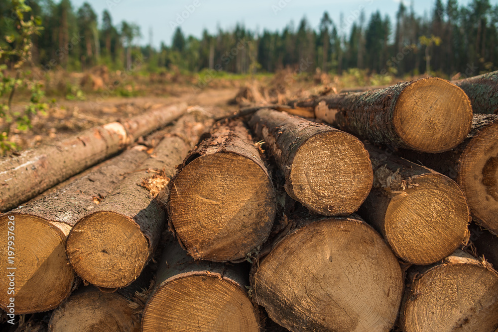 Stack of wood. Woodworking industry concept Stack of wood. Woodworking industry concept