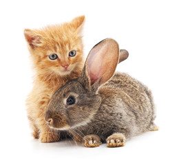 Red kitty and bunny.